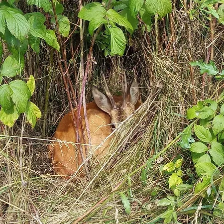 Gajówka Сasa de vacaciones *